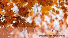  Presentation with fall foliage - 
