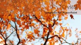  Presentation with fall season - 