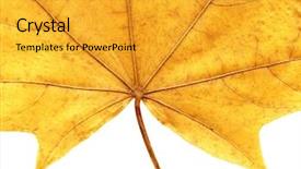  Presentation with beauty beautiful autumn in japanese - Presentation theme having beautiful autumn leaf on white background and a  colored foreground