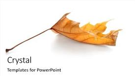  Presentation with beauty beautiful autumn in japanese - Audience pleasing slide deck consisting of beautiful autumn leaf on white backdrop and a  colored foreground