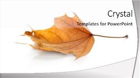  Presentation with beauty beautiful autumn in japanese - Slide deck enhanced with beautiful autumn leaf on white background and a  colored foreground
