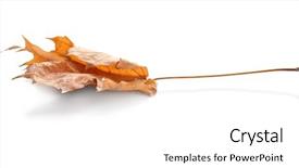  Presentation with autumn - Slide set consisting of beautiful autumn leaf on white background and a  colored foreground