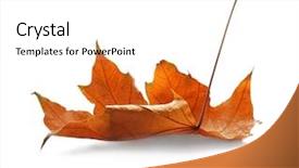  Presentation with beauty beautiful autumn in japanese - Colorful slide set enhanced with beautiful autumn leaf on white backdrop and a white colored foreground