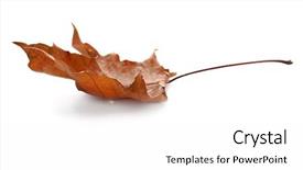  Presentation with beauty beautiful autumn in japanese - Slides having beautiful autumn leaf on white background and a  colored foreground