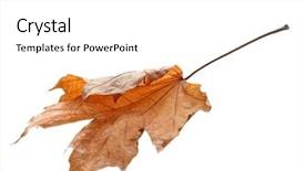  Presentation with autumn - Audience pleasing theme consisting of beautiful autumn leaf on white backdrop and a  colored foreground