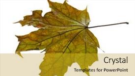  Presentation with autumn - PPT layouts featuring beautiful autumn leaf on white background and a  colored foreground