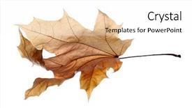  Presentation with beauty beautiful autumn in japanese - Beautiful theme featuring beautiful autumn leaf on white backdrop and a  colored foreground