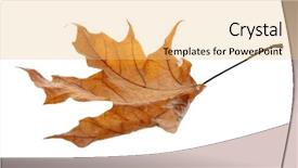  Presentation with beauty beautiful autumn in japanese - Colorful slide deck enhanced with beautiful autumn leaf on white backdrop and a  colored foreground