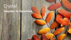  Presentation with autumn leaves - PPT layouts enhanced with beautiful-autumn-leaves-on-wooden and a gray colored foreground