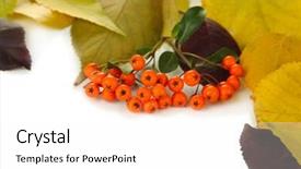  Presentation with autumn leaves - Presentation theme enhanced with beautiful autumn leaves with berries isolated on white background and a white colored foreground