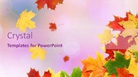  Presentation with maple leaves - 