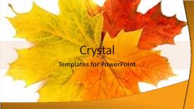  Presentation with maple leaves - Beautiful PPT theme featuring beautiful autumn maple leaves over white backdrop and a gold colored foreground