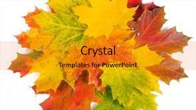  Presentation with maple - Theme featuring beautiful autumn maple leaves over white background and a gold colored foreground