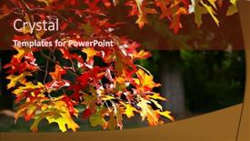  Presentation with maple leaves - Colorful theme enhanced with beautiful autumn maple leaves backdrop and a tawny brown colored foreground