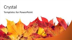  Presentation with maple leaves - Colorful slide set enhanced with beautiful autumn maple leaves backdrop and a white colored foreground