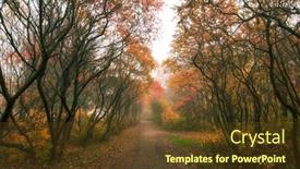  Presentation with avenue - Presentation design having beautiful avenue in the autumn background and a tawny brown colored foreground