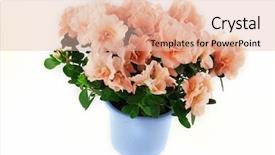  Presentation with azalea - Cool new presentation theme with beautiful azalea flower in a pot on a white background backdrop and a lemonade colored foreground