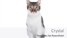  Presentation with baby sitting - Presentation featuring beautiful-baby-metis-cat-looking and a white colored foreground