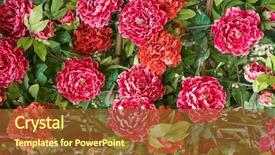  Presentation with red - Amazing PPT layouts having beautiful background of artificial red backdrop and a tawny brown colored foreground