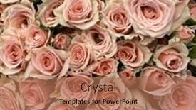  Presentation with pink rose - Presentation theme featuring beautiful-background-of-pink-rose background and a coral colored foreground