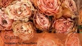  Presentation with pink rose - Presentation theme with beautiful-background-of-pink-rose background and a red colored foreground