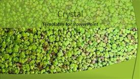  Presentation with lens - Amazing slides having beautiful-background-of-water-lens backdrop and a yellow colored foreground