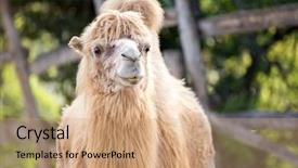  Presentation with camel - PPT layouts with beautiful bactrian camel camelus ferus background and a coral colored foreground