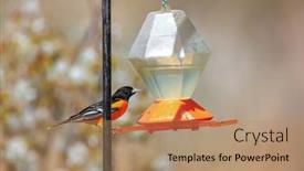  Presentation with baltimore - Beautiful slide set featuring beautiful-baltimore-oriole-on-bird backdrop and a coral colored foreground