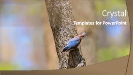  Presentation with baltimore - Presentation consisting of beautiful-baltimore-oriole-on-tree background and a coral colored foreground