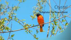  Presentation with baltimore - Beautiful presentation design featuring beautiful-baltimore-oriole-on-tree backdrop and a light blue colored foreground