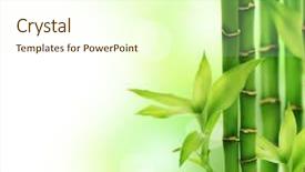 Presentation with lucky bamboo - Theme consisting of beautiful bamboo border background and a cream colored foreground