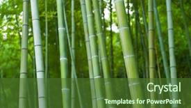  Presentation with bamboo - Amazing slides having beautiful bamboo forest in near backdrop and a tawny brown colored foreground