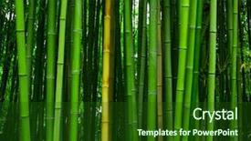  Presentation with asian bamboo - Cool new theme with beautiful bamboo texture background green backdrop and a forest green colored foreground