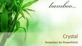  Presentation with lucky bamboo - PPT layouts featuring beautiful bamboo background and a cream colored foreground