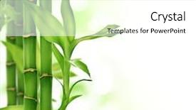  Presentation with lucky bamboo - Amazing slides having beautiful bamboo backdrop and a white colored foreground