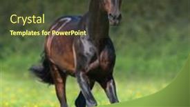  Presentation with horse - Amazing slide deck having beautiful-bay-horse-running backdrop and a tawny brown colored foreground