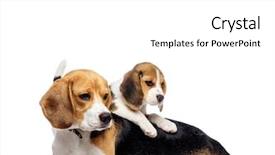  Presentation with sitting teddy bear isolated - Colorful slide set enhanced with beautiful beagle family isolated backdrop and a white colored foreground