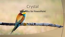  Presentation with bee - Presentation theme consisting of beautiful-bee-eater-perched background and a lemonade colored foreground