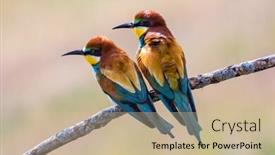  Presentation with eaters - PPT theme featuring beautiful-bee-eaters-perched background and a soft green colored foreground