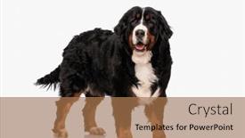  Presentation with tongue - PPT theme consisting of beautiful-berna-shepherd-dog-sticking background and a coral colored foreground