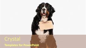  Presentation with adoption - PPT theme having beautiful-berna-shepherd-dog-wearing background and a coral colored foreground