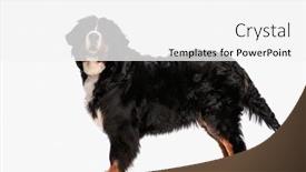  Presentation with tongue - Slides having beautiful-berna-shepherd-puppy-standing background and a white colored foreground