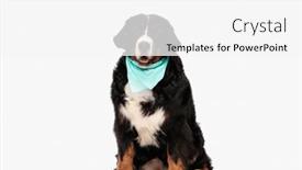  Presentation with tongue - 