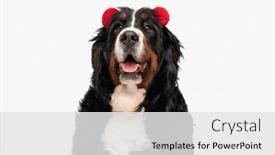  Presentation with tongue - Presentation theme with beautiful-bernese-mountain-dog background and a white colored foreground