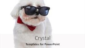  Presentation with dog - Presentation design consisting of beautiful-bichon-dog-looking-over background and a white colored foreground