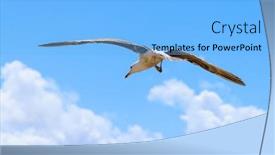  Presentation with seagull - PPT theme having beautiful-big-seagull-flying background and a light blue colored foreground
