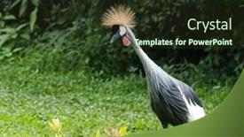 Presentation with crane - Presentation theme with beautiful bird crowned crane background and a wine colored foreground