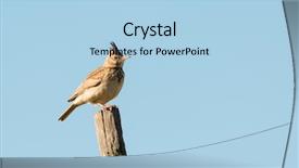  Presentation with bird - Amazing slide deck having beautiful bird on a stick backdrop and a light blue colored foreground