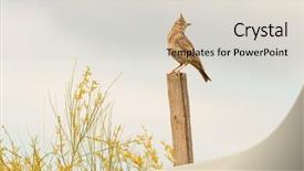  Presentation with bird - PPT theme consisting of beautiful bird on a stick background and a lemonade colored foreground