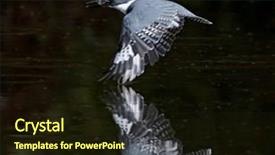  Presentation with early bird - Theme having beautiful bird photo background and a  colored foreground